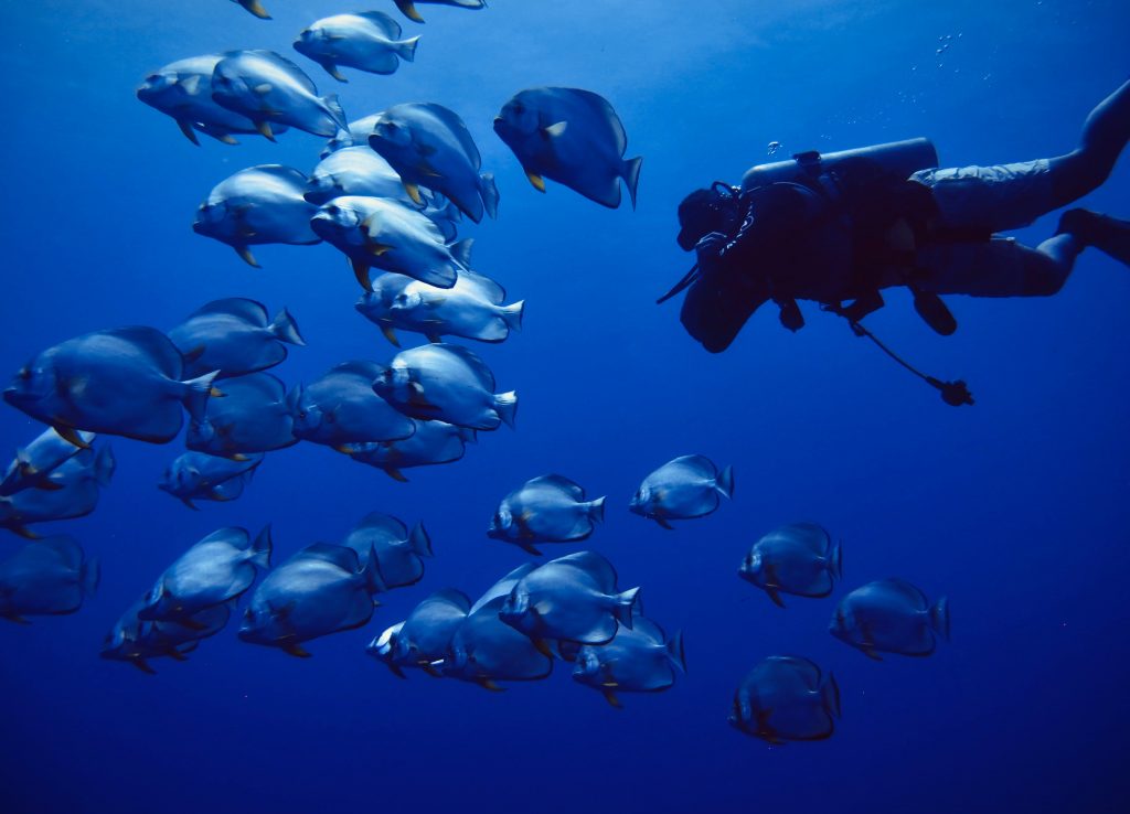Protection de la faune marine